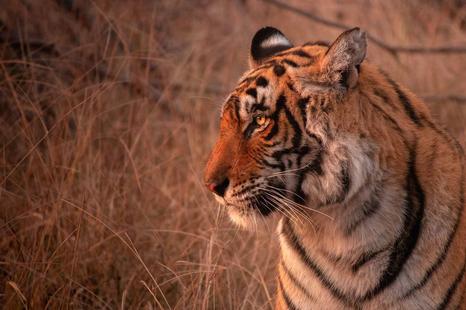 Ranthambore