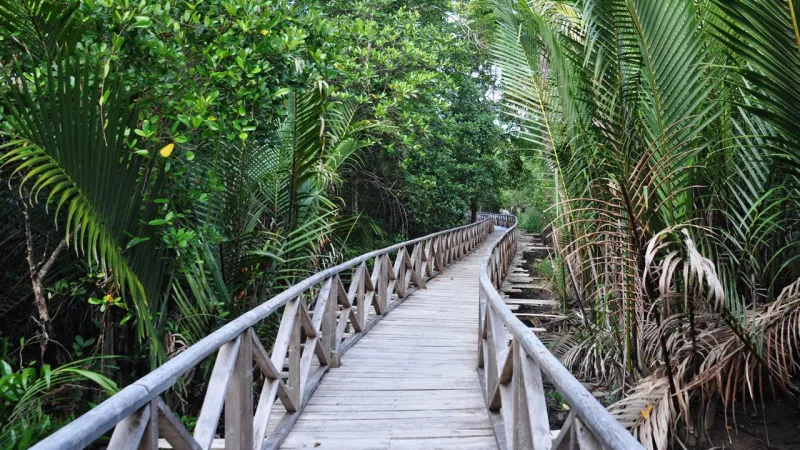 Dhani Nallah Mangrove Walkway