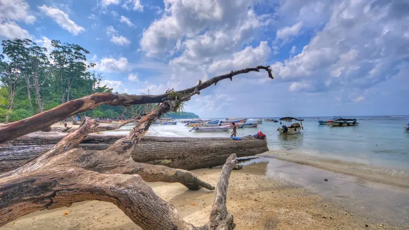 Elephant Beach